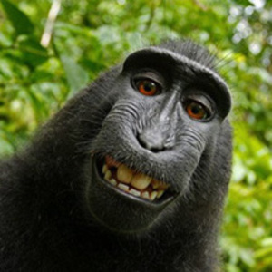 listenwise animal rights and